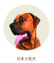 日本土佐犬