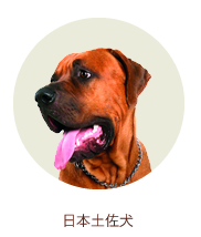 日本土佐犬 日本土佐犬