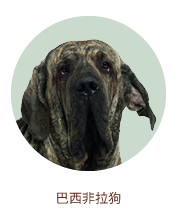巴西非拉狗 巴西非拉狗