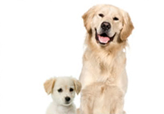 幼犬和成年犬 幼犬和成年犬