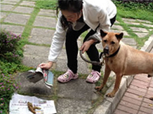 主人清理狗隻的糞便 主人清理狗隻的糞便